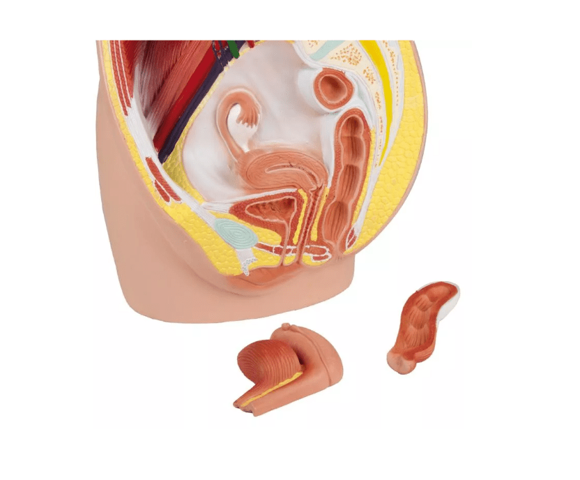 Weibliche Beckenhälfte, natürliche Größe - Erler - Zimmer